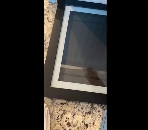 Customer photo review of Kletshuts™ Gallery - Kunstgalleri For Børn