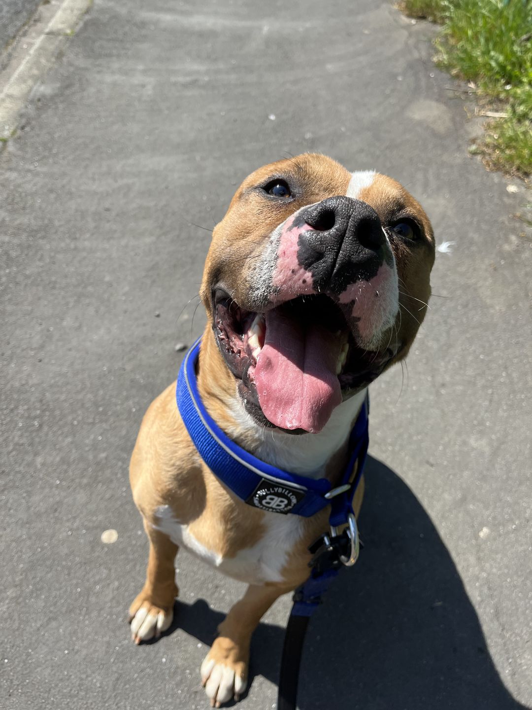 Customer photo review of 5cm RR Collar | Soft Padded & Reflective | Series 2 - Blue