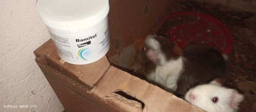 Customer photo review of Bamitol®