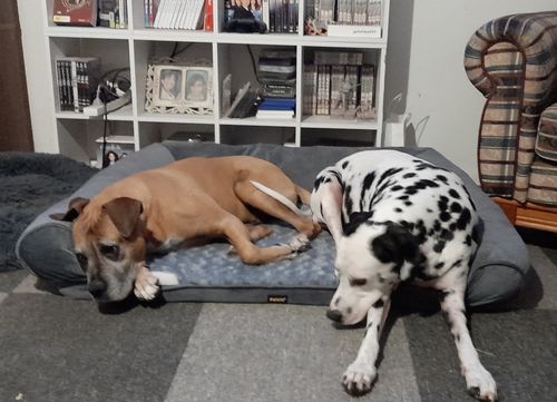 Customer photo review of PaWz Pet Sofa Bed