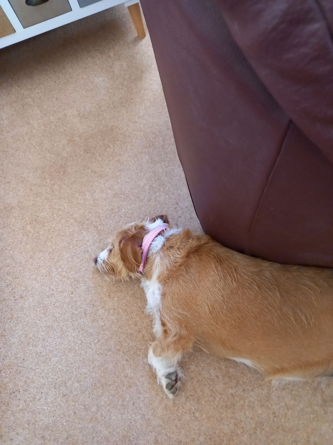 Customer photo review of Comfort Reflective Padded Dog Collar | Pink