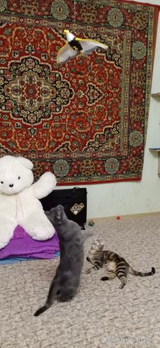 Customer photo review of Interaktiv simulation hængende fuglelegetøj