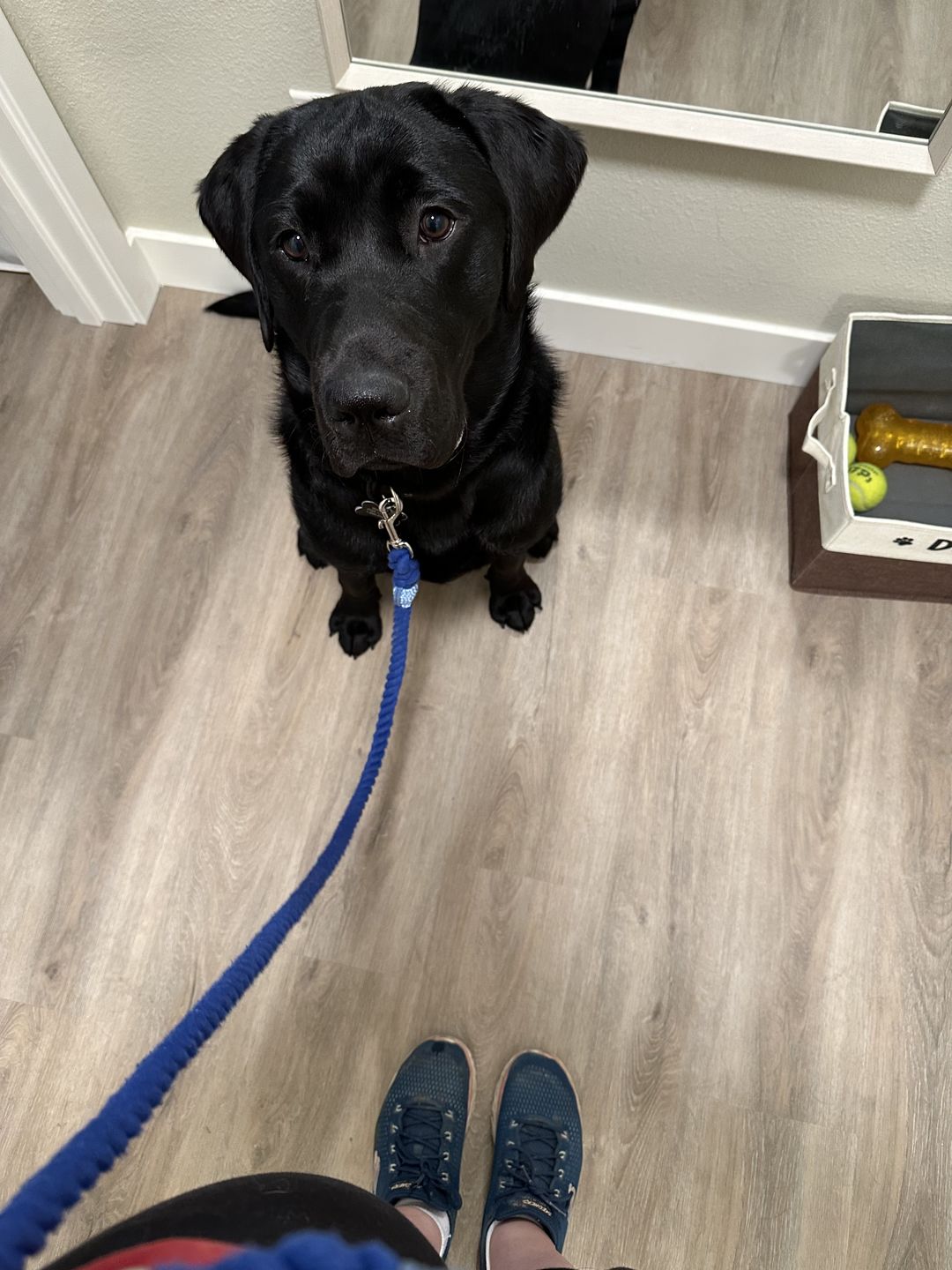 Customer photo review of 6-IN-1 Cotton Rope Dog Leash