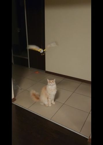 Customer photo review of Interaktiv simulation hængende fuglelegetøj