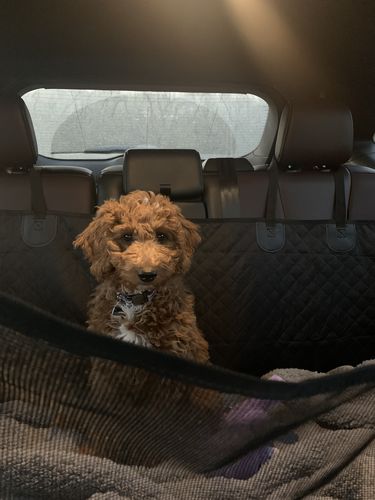 Customer photo review of Waterproof Non-Slip Car Seat Hammock Cover With Pockets, Side Flaps, Headrest Straps, Seat-Anchors, & Mesh Window (+FREE SAFETY BELT!)