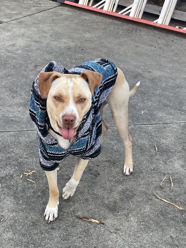 Customer photo review of Playa Poncho - Surprise Color