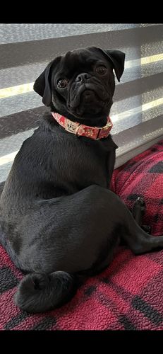 Customer photo review of Dog collar - Red Sakura