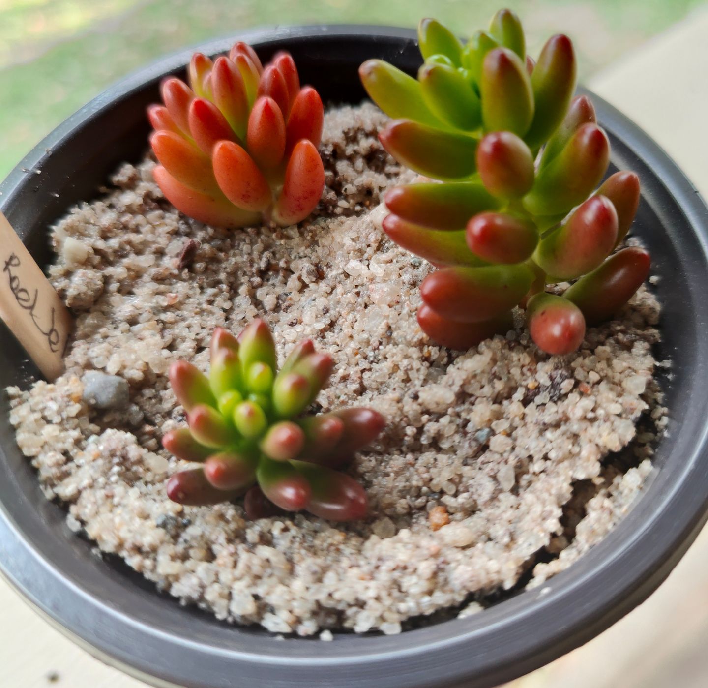 Customer photo review of Sedum Rubrotinctum 'Red Jelly Beans' - Cuttings x 3