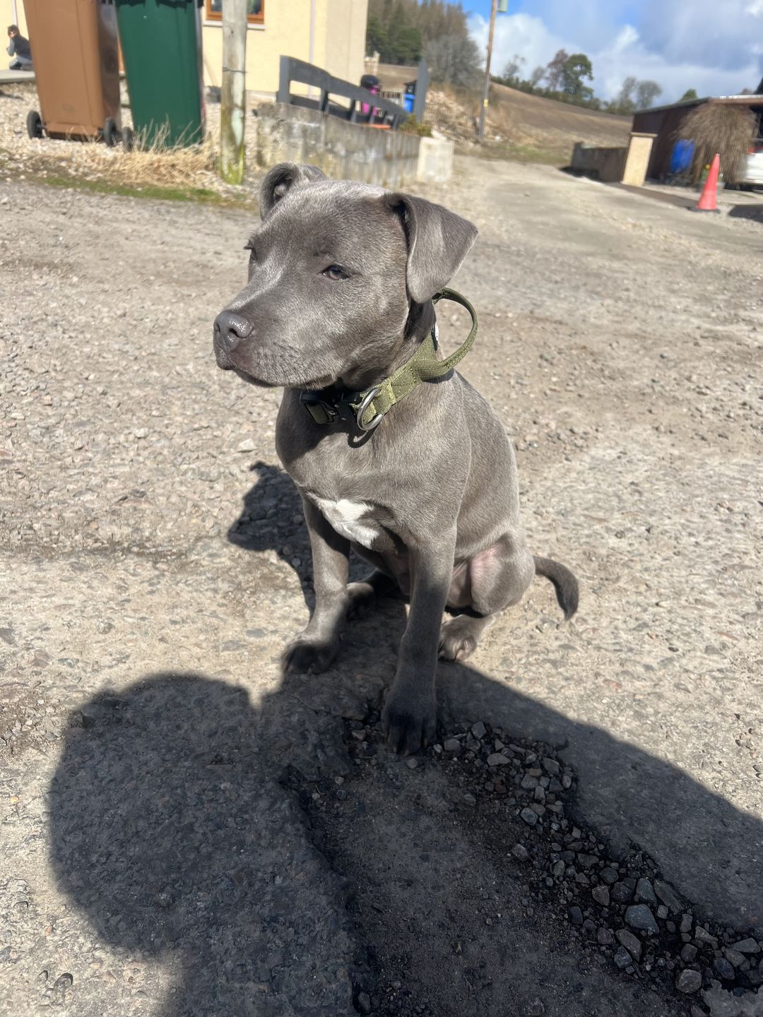 Customer photo review of 2.5cm Combat® Collar | With Handle & Rated Clip - Khaki v2.0