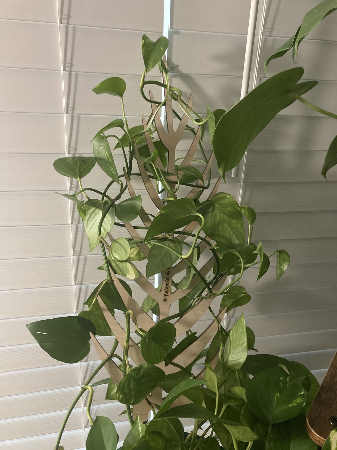 Customer photo review of BARE™ Palmella™ - Customizable wooden plant support - Inspired by the Palm leaf