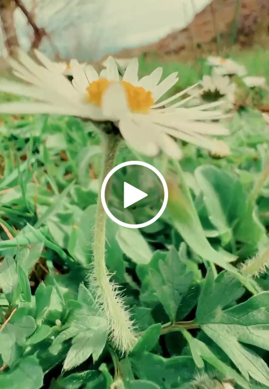 Customer video review of iPhone LUTs