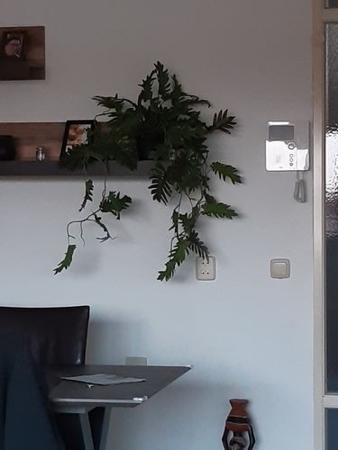 Customer photo review of Philodendron Kunst Hangplant 95cm