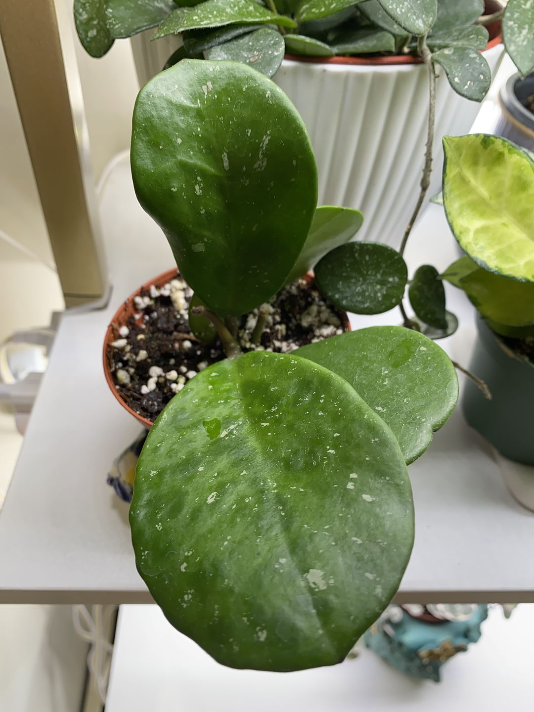 Customer photo review of 3" Hoya obovata