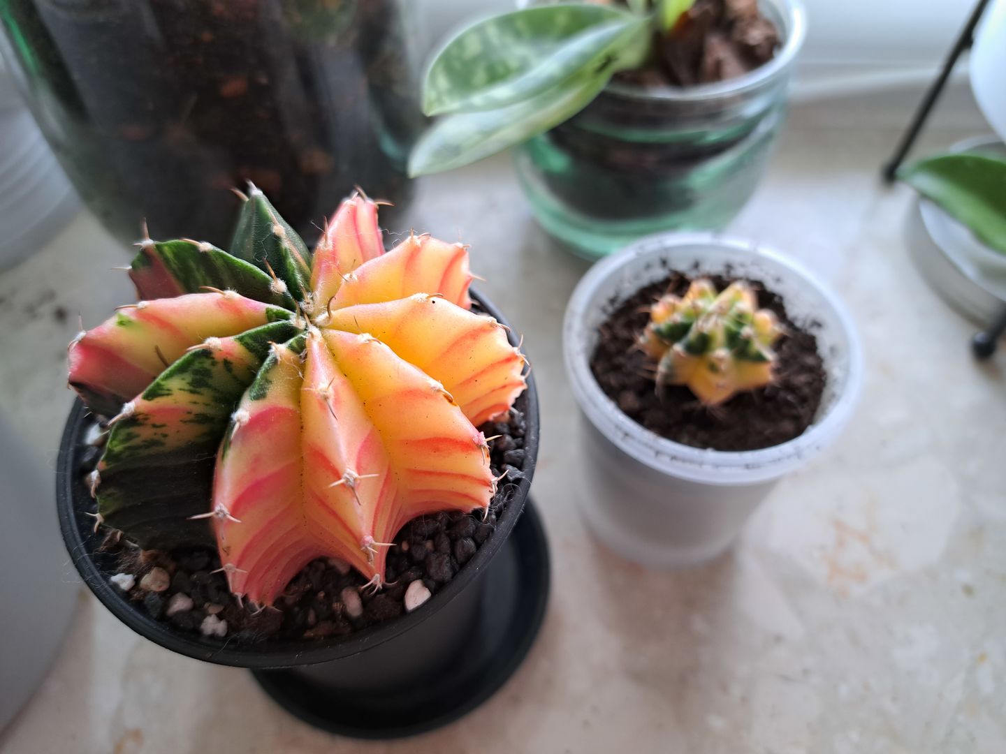 Customer photo review of Gymnocalycium Mihanovichii Variegata