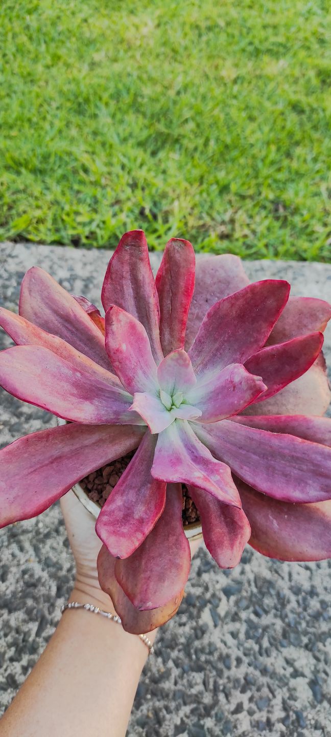 Customer photo review of Echeveria Diamond State Variegata