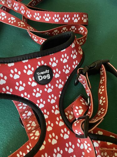 Customer photo review of Set Pettorina + Guinzaglio + Collare Trendy Dog® "Zampette" Personalizzabile con nome