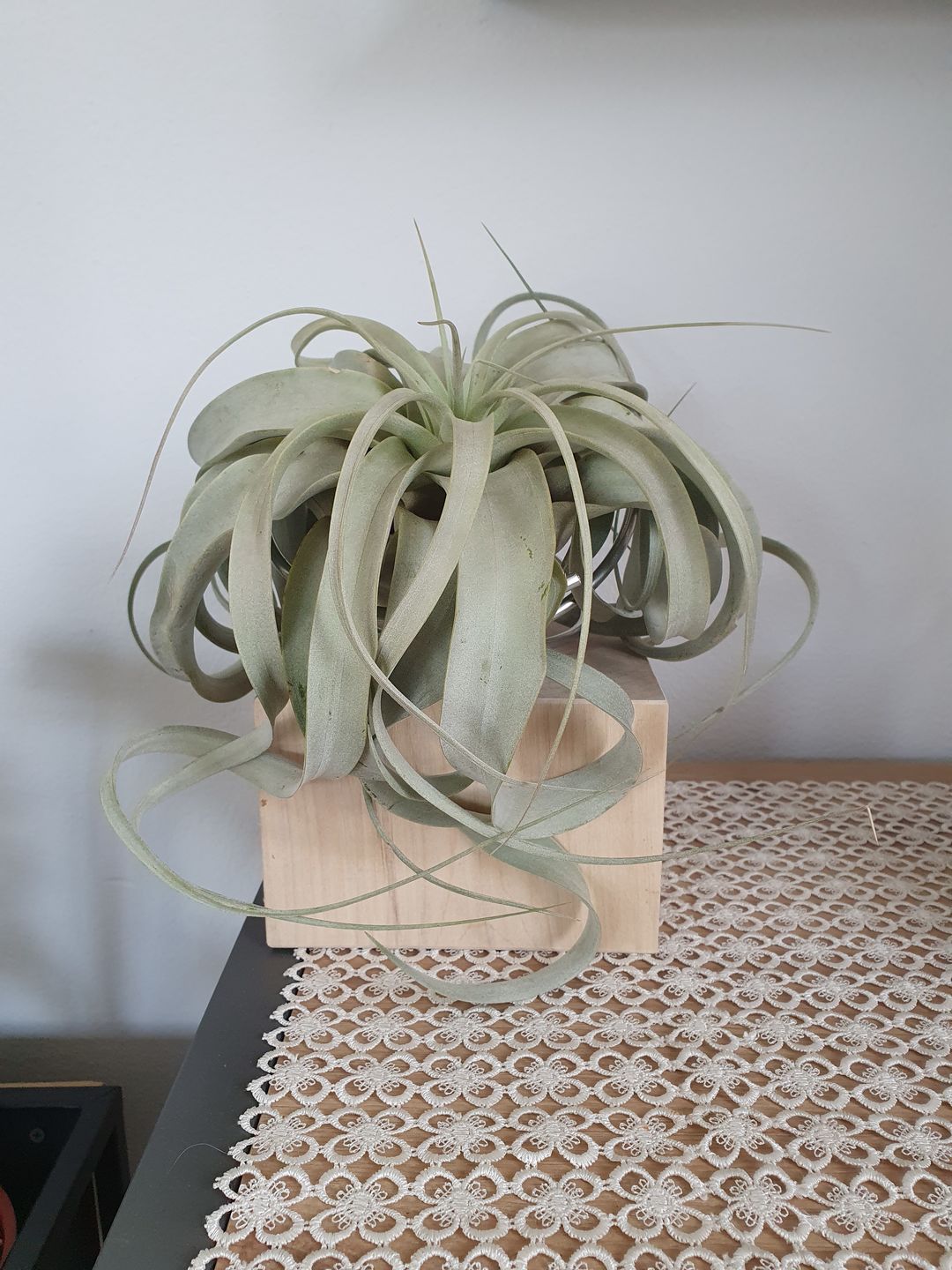Customer photo review of Tilly Xylo - Gigant
