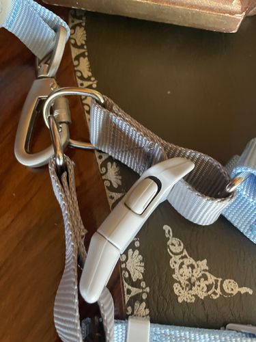 Customer photo review of Pettorina ad H + Guinzaglio Celeste Personalizzabile con nome
