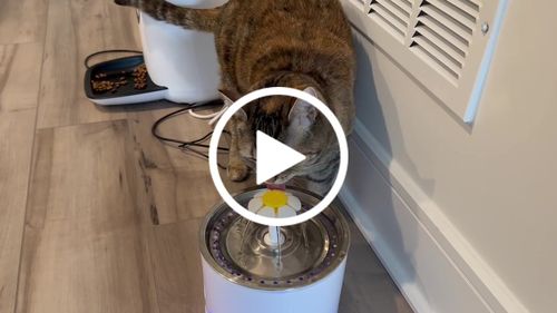 Customer video review of Cat Flower Fountain