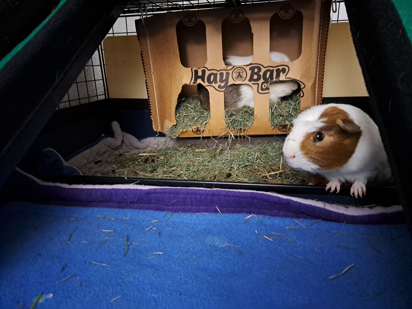 Customer photo review of Orchard Hay Bar (5 Pack)