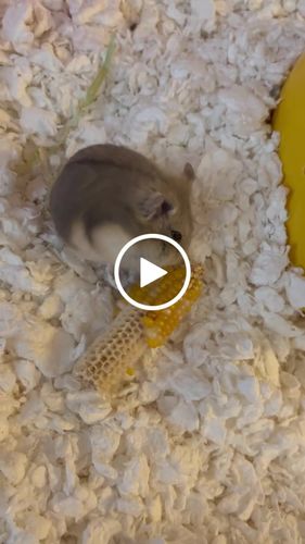 Customer video review of Niteangel Vista Hamster Cage W/ Oblique Opening - MDF Aspen Small Animal Cage for Syrian Dwarf Hamsters Degus Mice or Other Similar-Sized Pets