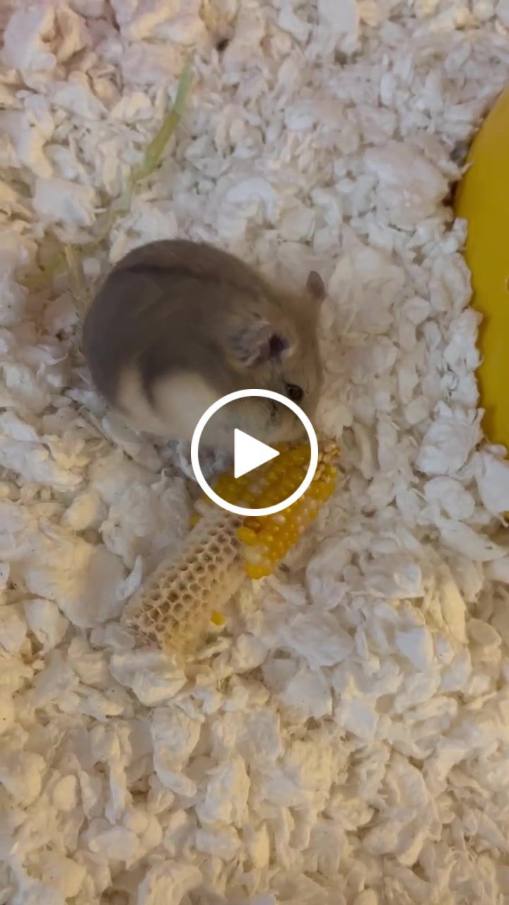 Customer video review of Niteangel Vista Hamster Cage W/ Oblique Opening - MDF Aspen Small Animal Cage for Syrian Dwarf Hamsters Degus Mice or Other Similar-Sized Pets