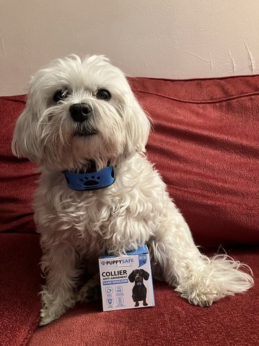 Customer photo review of Collier Anti Aboiement PuppySafe