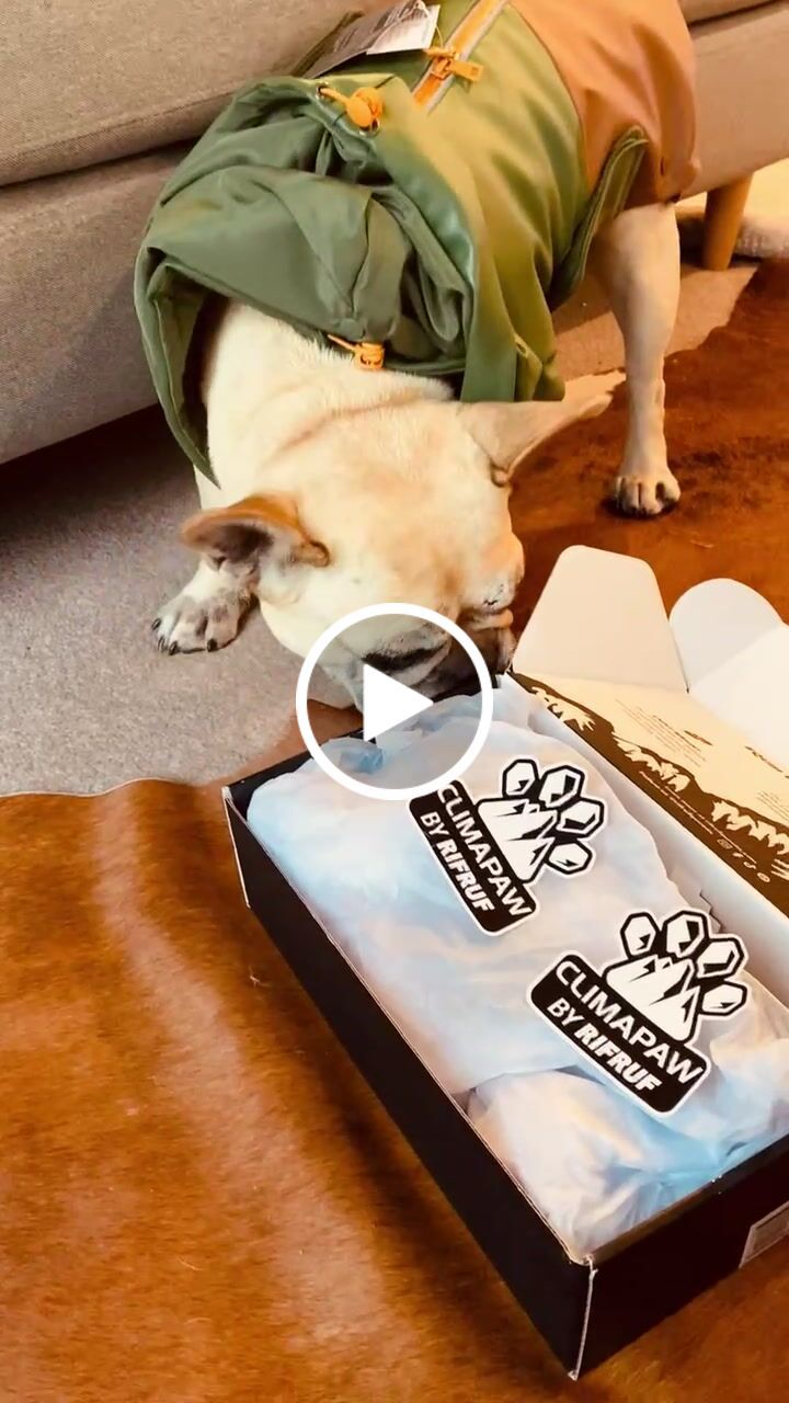 Customer video review of CLIMAPAW Raincoat and Boots Set