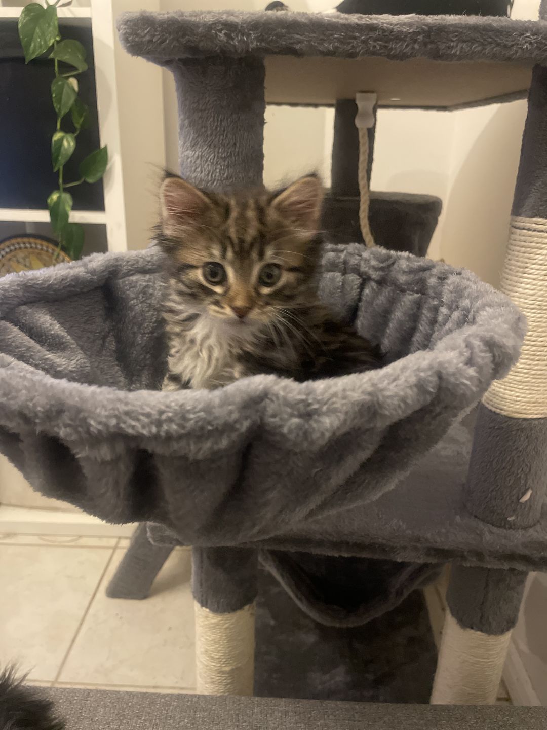 Customer photo review of Cat Scratching Tree - Large