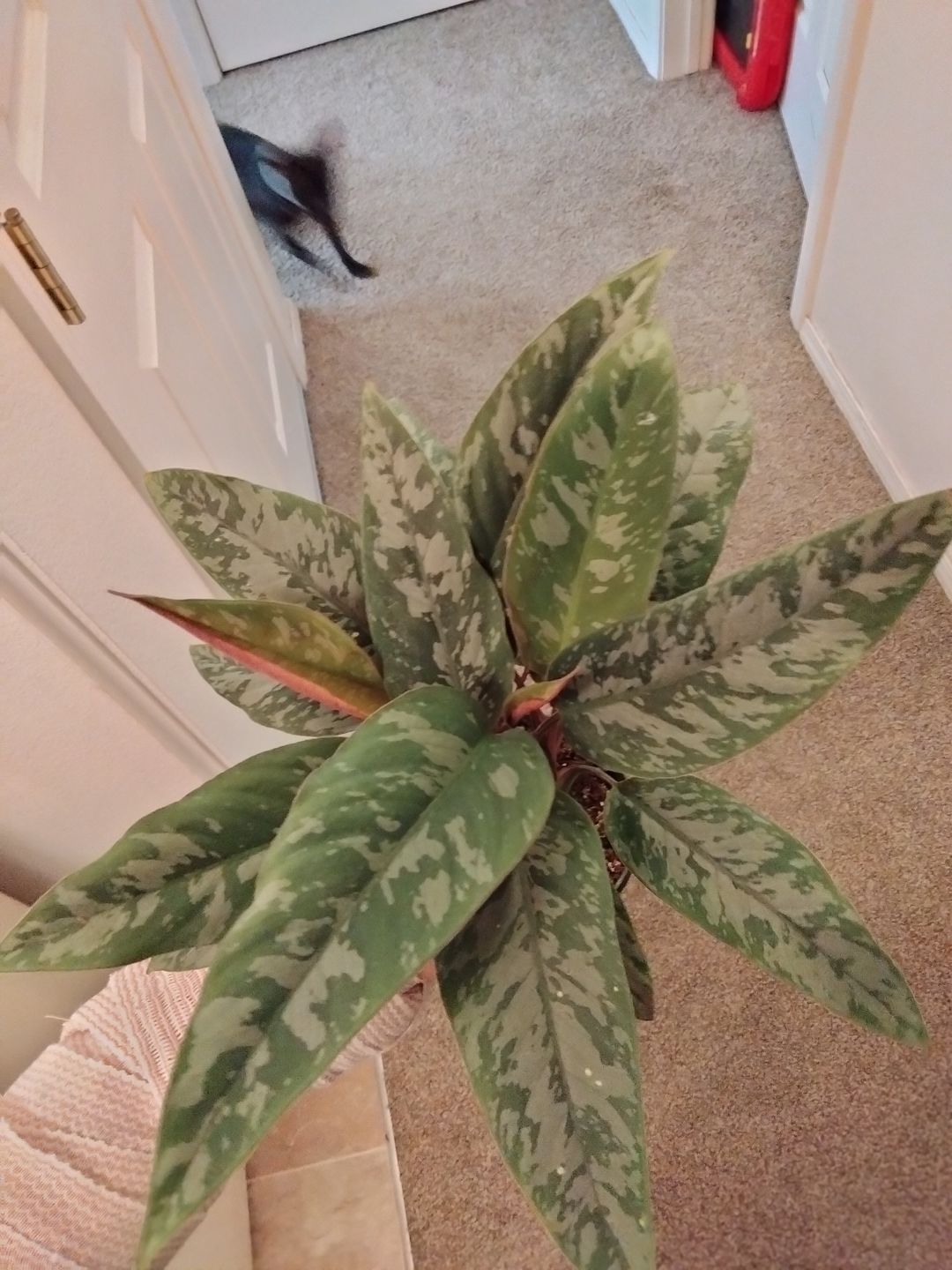 Customer photo review of 4" Apoballis acuminatissima 'Lavallaei'