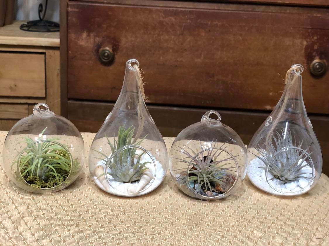 Customer photo review of B Quality Ionantha Variety 3 Pack  ($0.75 Per Plant)