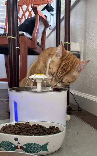 Customer photo review of Cat Flower Fountain