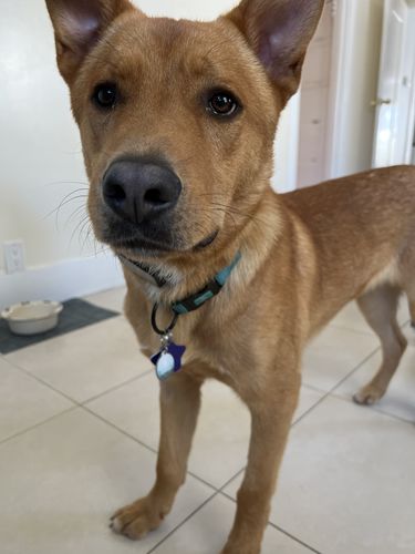 Customer photo review of Explorer