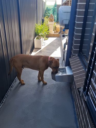 Customer photo review of Pet Rehydration Station
