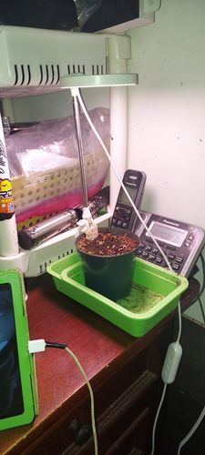 Customer photo of 28" Adjustable LED Plant Light from Kevin K.