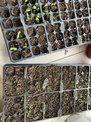 Customer photo review of Heirloom Vegetable Seeds - (20 Variety)