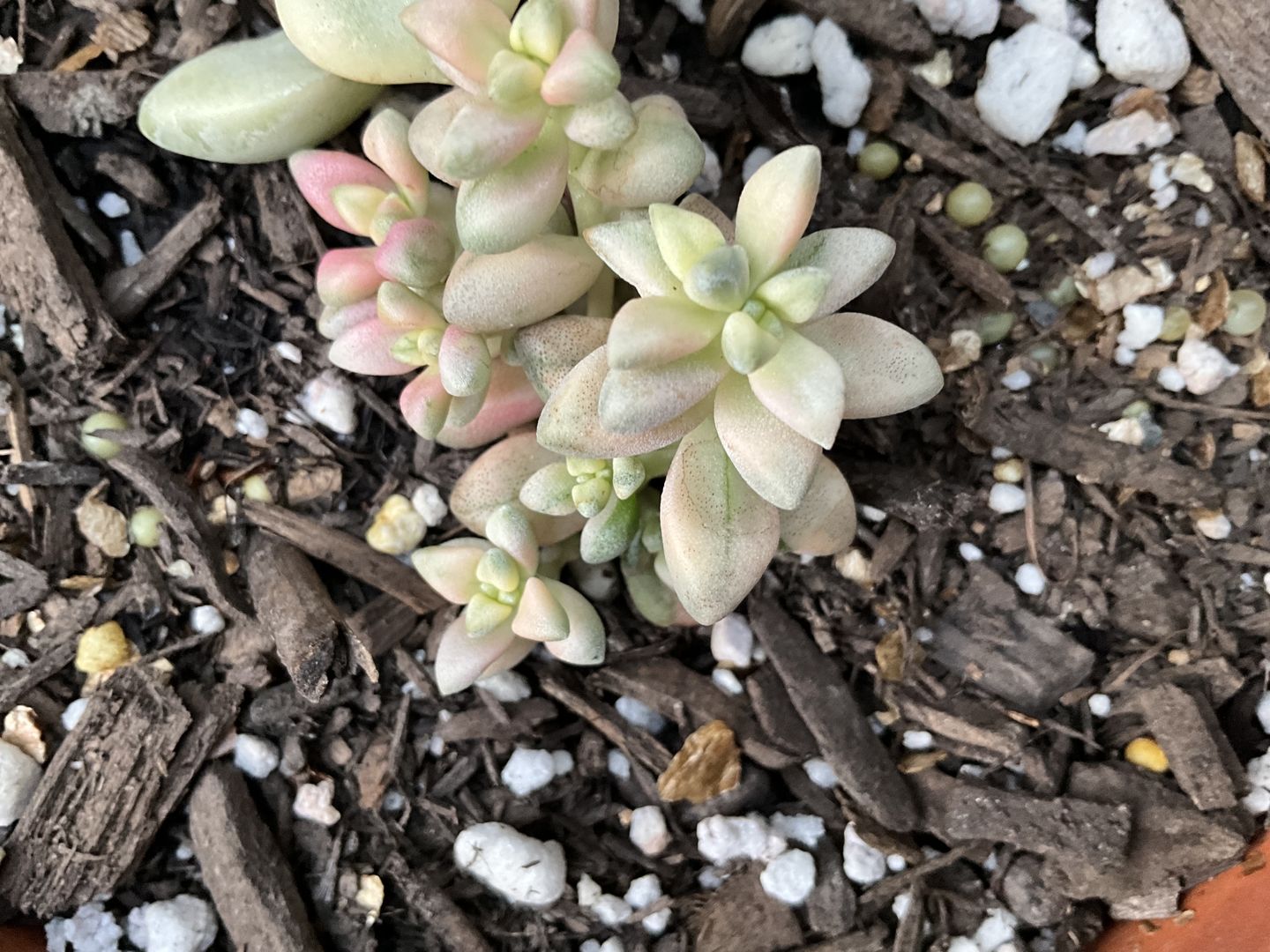 Customer photo review of Crassula deltoidea variegata