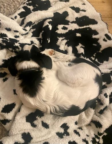 Customer photo review of Black & White Cow Print Extended Throw Blanket