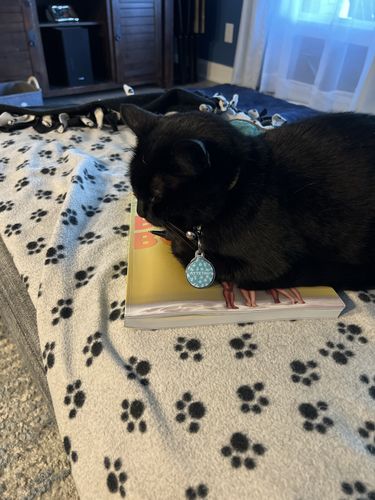 Customer photo review of Yoga Cat