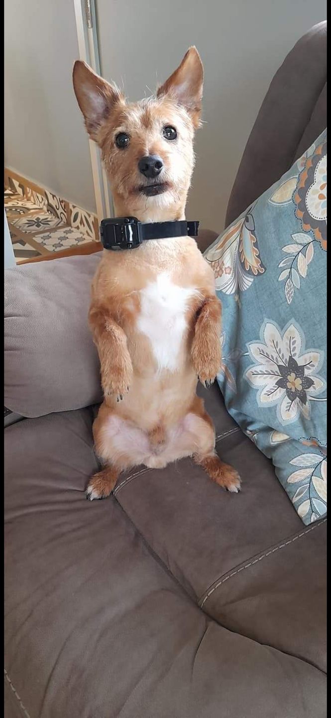 Customer photo review of Remote Training Collar System