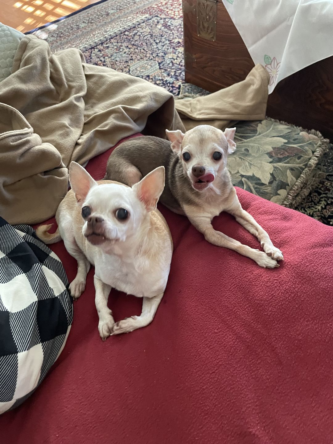 Customer photo review of WALK-EASY™ Extra Strength Natural Pain Relief for Dogs - Helps Dog Joint Pain, Arthritis, ACL, Limping and More