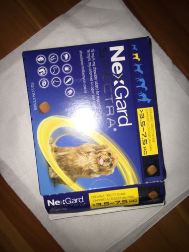 Customer photo review of NexGard Spectra For Small Dog 8-16 lbs (3.5-7.5kg)