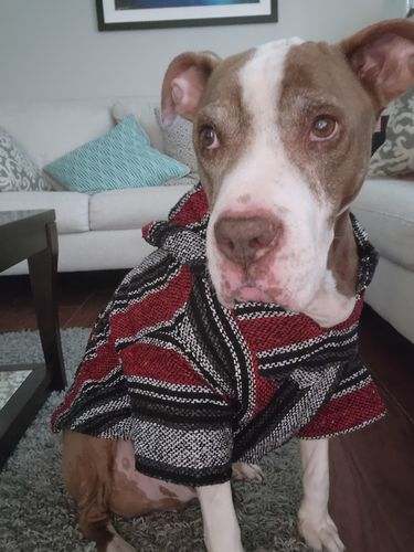 Customer photo review of Playa Poncho - Surprise Color