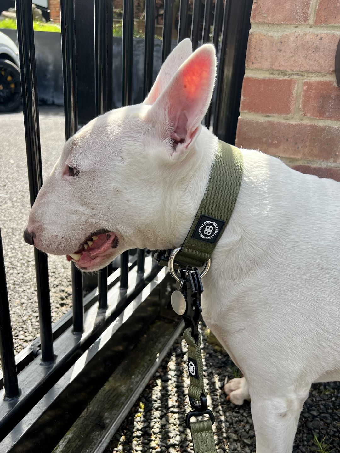 Customer photo review of 1.4m Swivel Combat Lead | Neoprene Lined, Secure Rated Clip with Soft Handle - Khaki