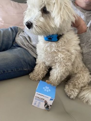 Customer photo review of Collier Anti Aboiement PuppySafe