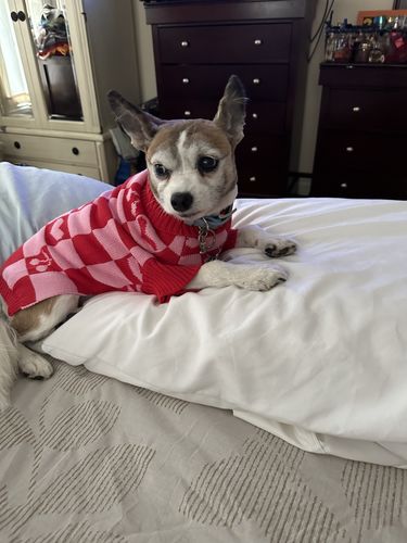 Customer photo review of Roll Neck Dog Knitted Love Sweater
