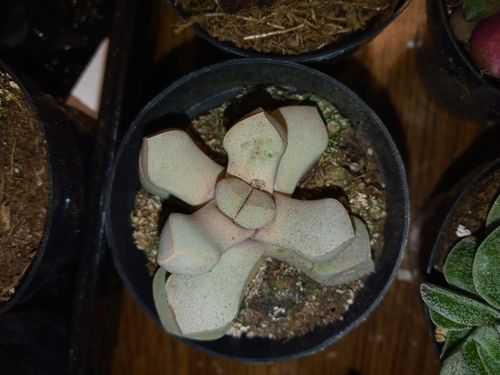 Customer photo review of Karoo Rose | Lapidaria Margaretae