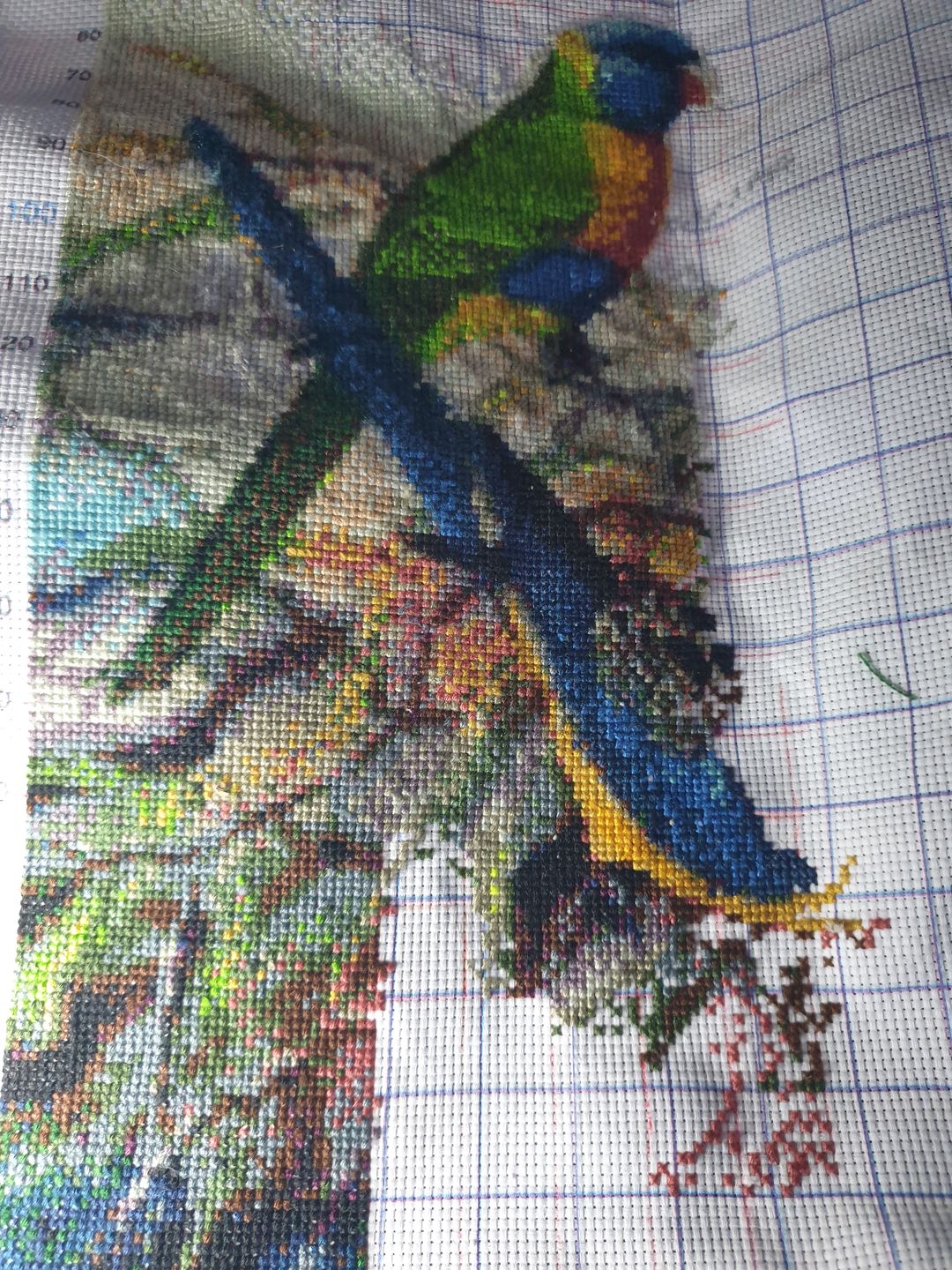 Customer photo review of Australian Parrots Kit