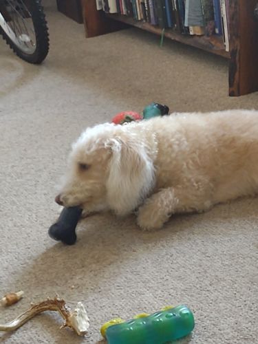 Customer photo review of Freezbone's Bundle