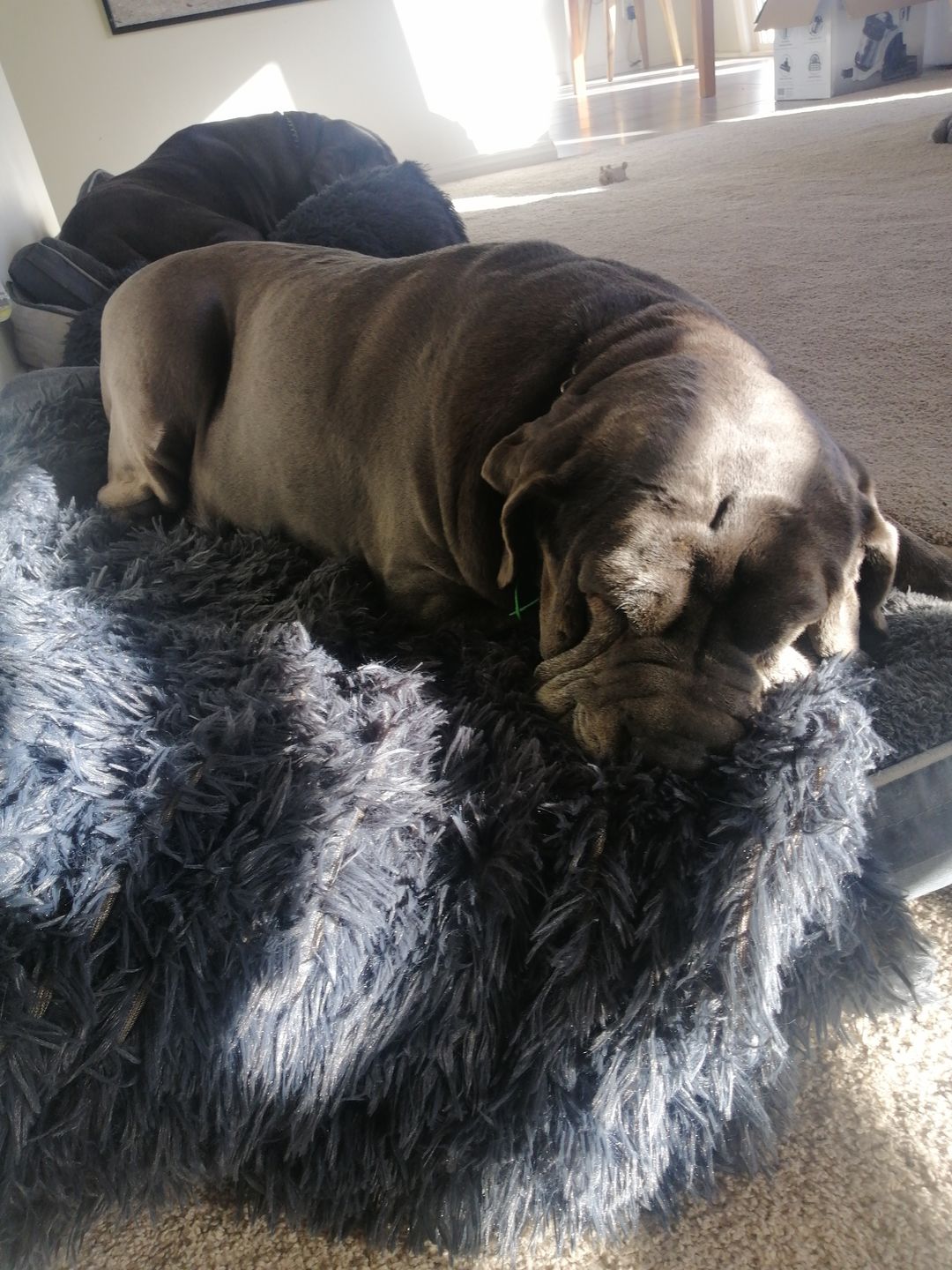 Customer photo review of Matching Calming Blanket